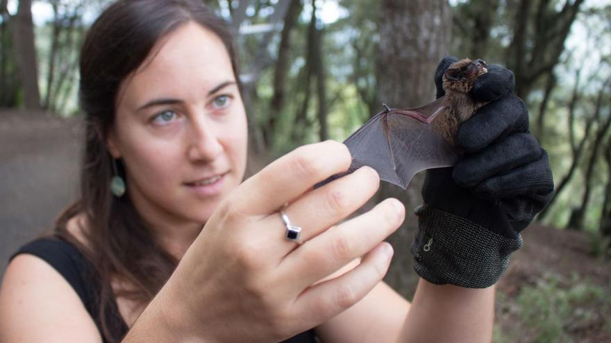 Un estudi fa un mostreig a la recerca d’una espècie de ratpenat petit als Aiguamolls