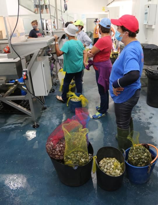 Marisqueo en Arousa