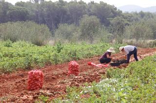 Campaña de récord para la patata roja ibicenca