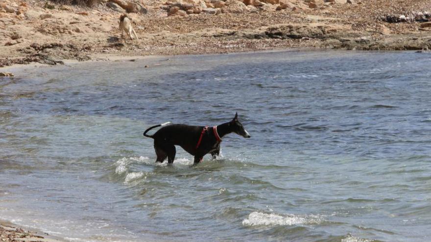 Los propietarios de perros de Ibiza deberán llevar una botella para limpiar la orina