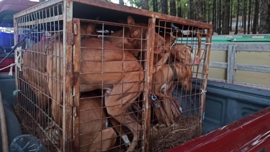 Los perros hacinados en una jaula para transportarlos por la Cumbre.