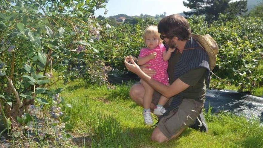 El galés Steve Ridout y su hija Ania, cogiendo arándanos ayer en El Malaín de San Justo.