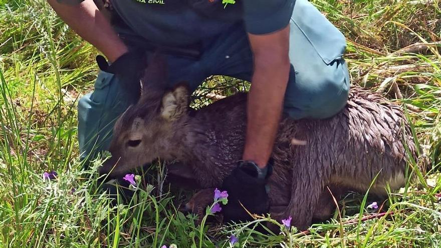 La Guardia Civil rescata un corzo atrapado en el canal de riego &#039;Las Dehesas&#039;