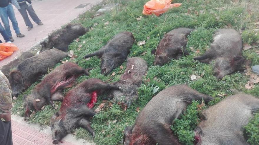 Abaten 49 jabalíes en el control de la especie en el Montgó