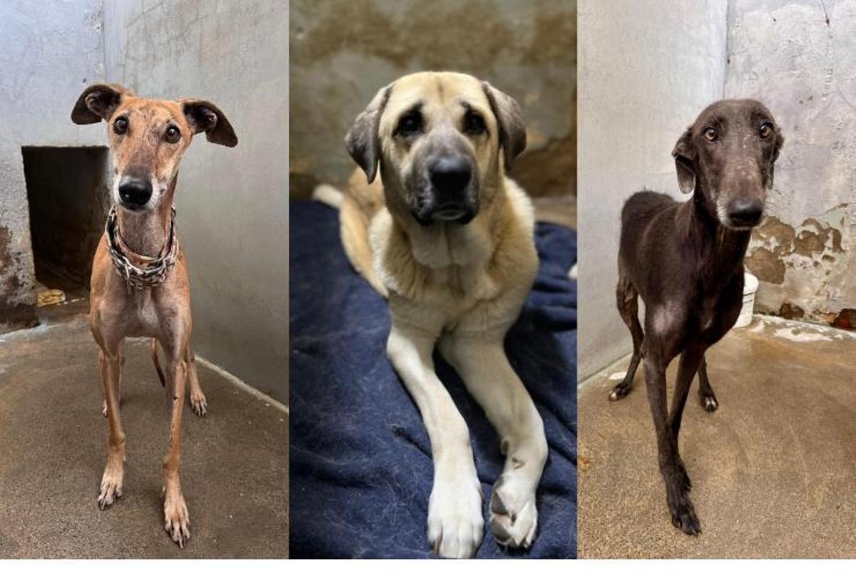 Perros en el Refugio San Jorge.