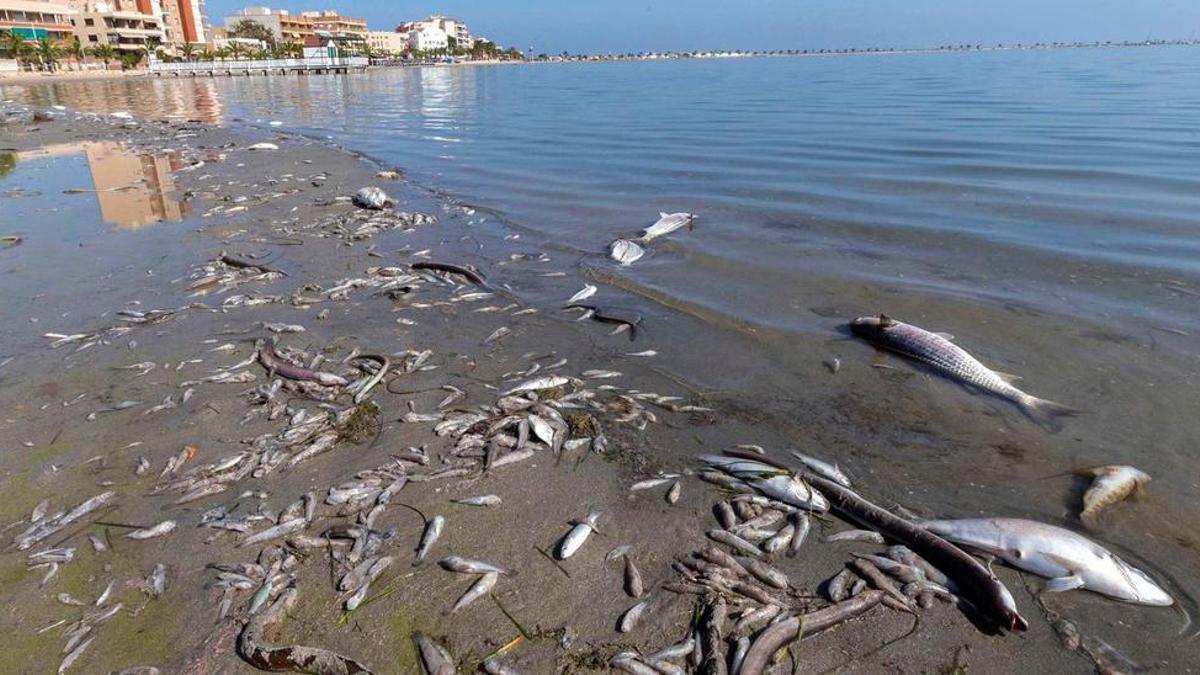 Peces muertos en el Mar Menor, durante la anoxia de 2019.