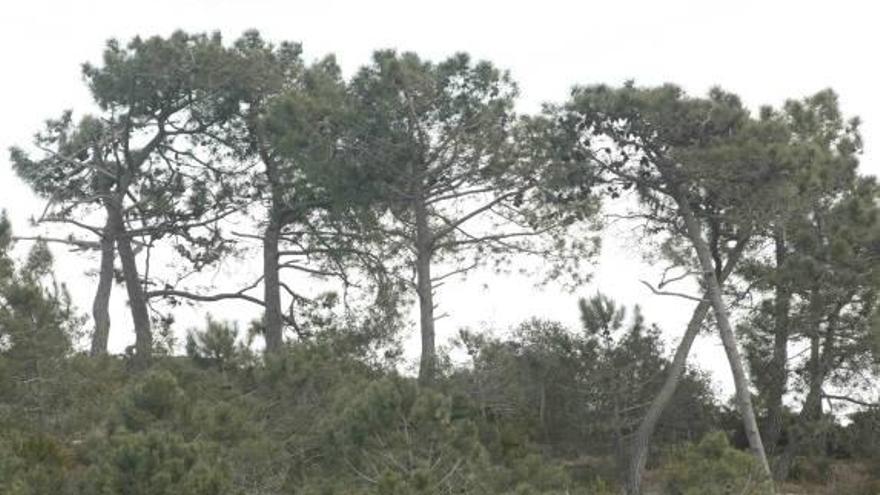 Imagen de un pinar del litoral castellonense.