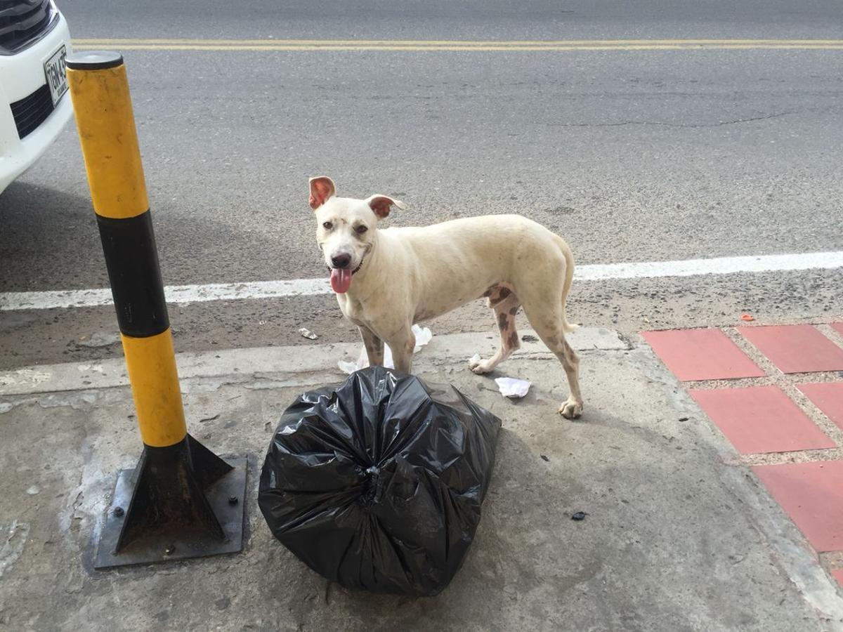 Perro de la calle