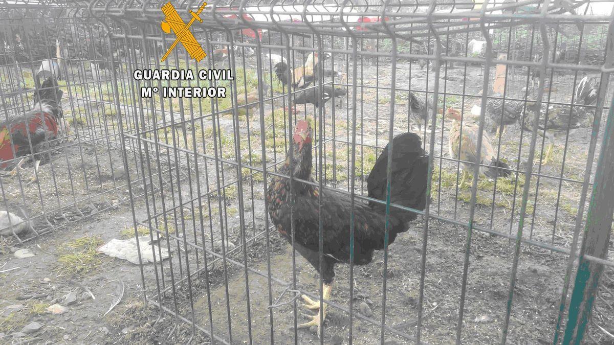 Un gallo descrestado hallado por la Guardia Civil este mes en Anieves.