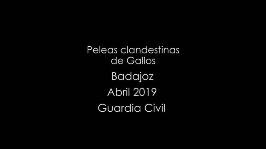 Peleas gallos en la provincia de Badajoz