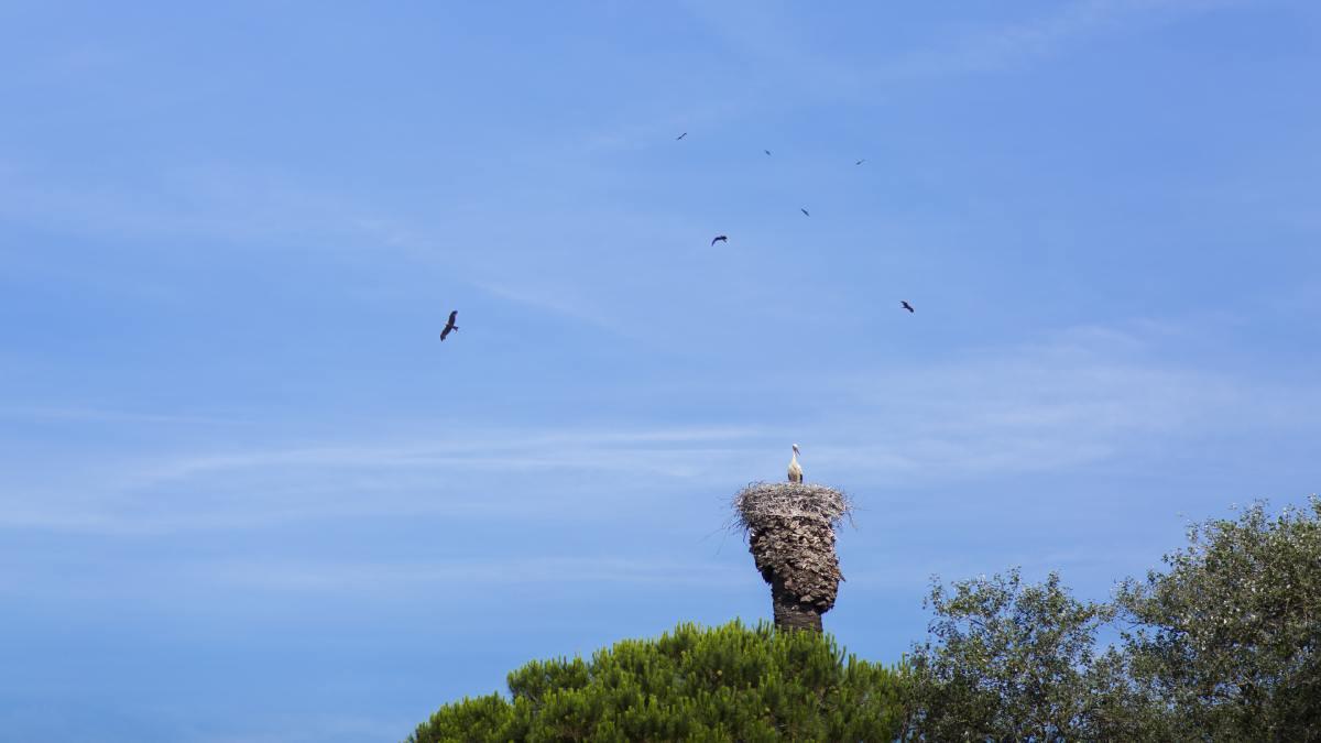 Parque Nacional de Doñana