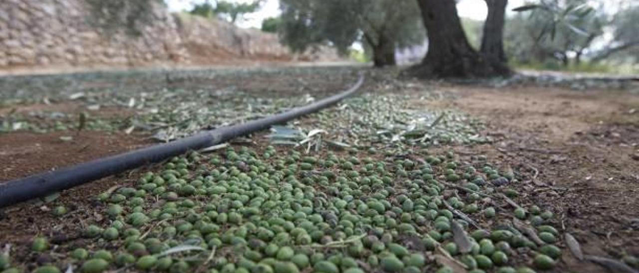 El granizo ha echado a perder buena parte de la producción de oliva en Vallada y Enguera.