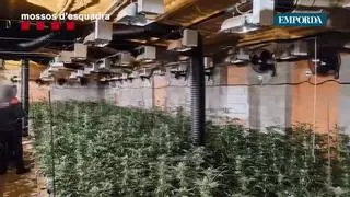 Detingut el responsable d'un cultiu de marihuana amb prop de 2.000 plantes a Avinyonet de Puigventós