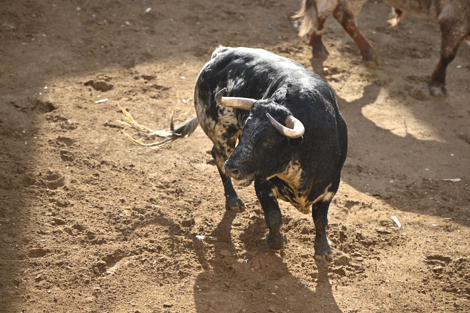 Galería | Primera tarde de toros en Almassora