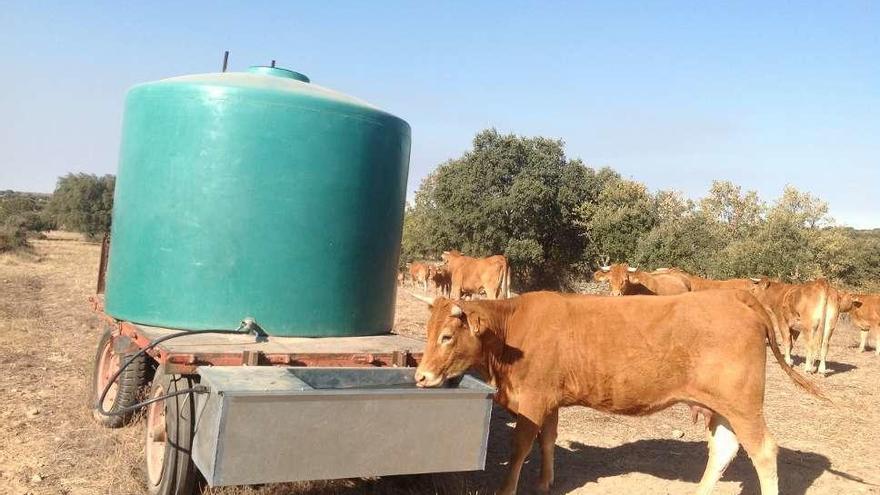 Las vacas sacian la sed en el bebedero artificial instalado al lado de una cuba. A la derecha, los ganaderos sayagueses muestran los caminos hozados por el jabalí.