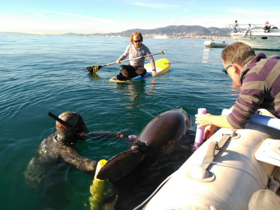 Delfin in der Bucht von Palma aus Fischernetz gerettet