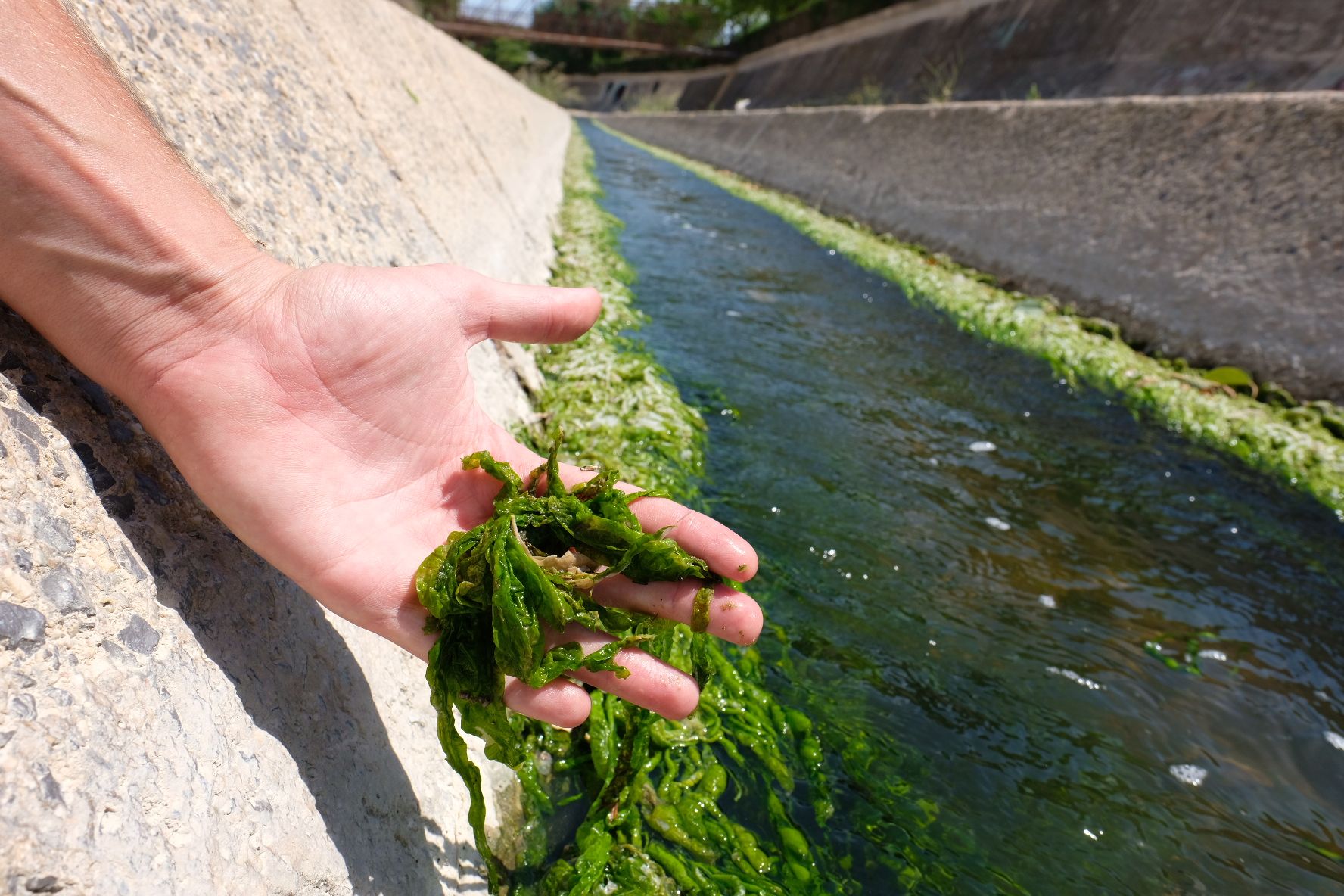 Así es el alga verde asociada a los vertidos fecales que inunda el Vinalopó