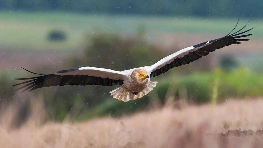 Abierta la convocatoria del concurso FotoAves 2026: estos son los requisitos