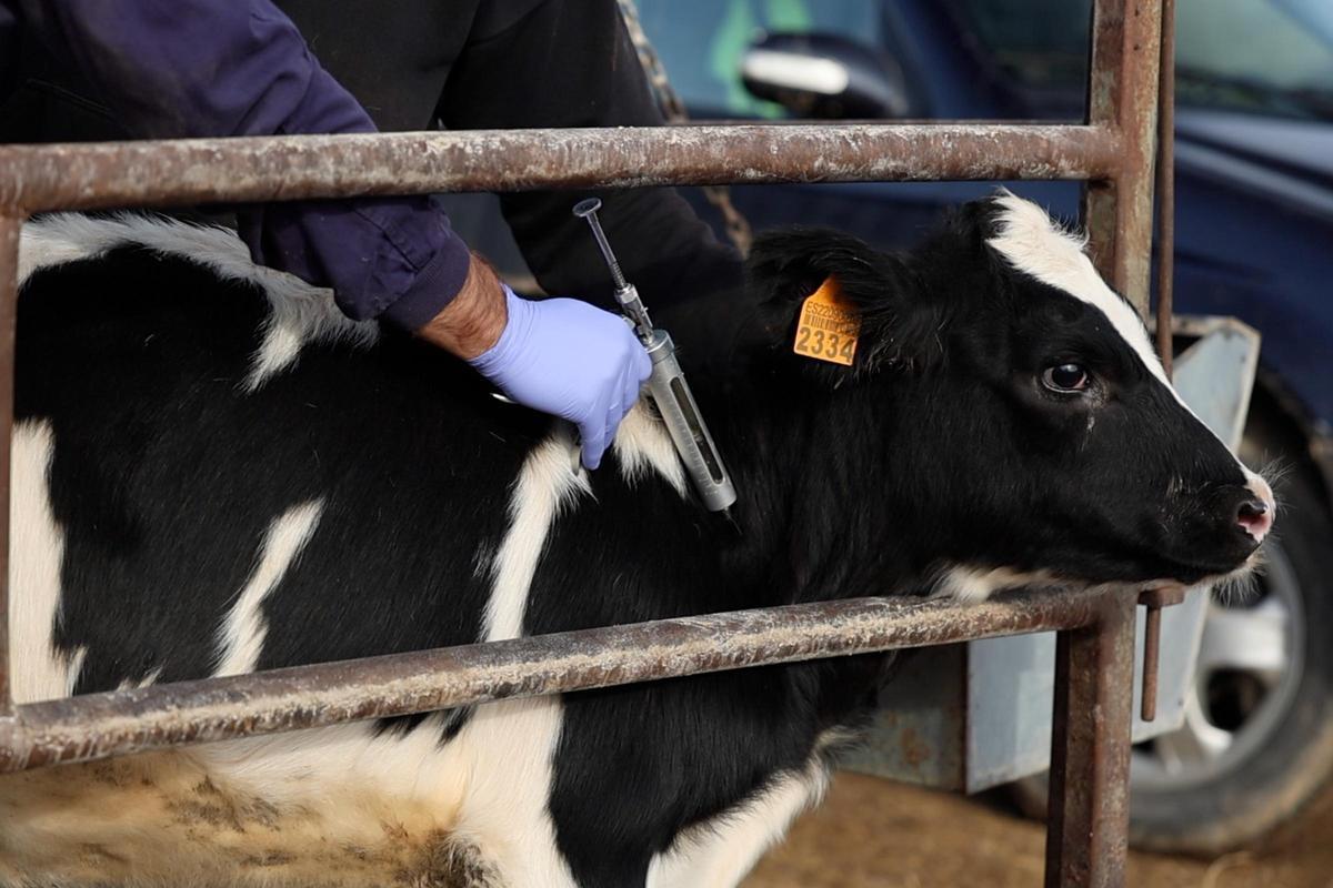 Un veterinari injectant la vacuna contra la dermatosi