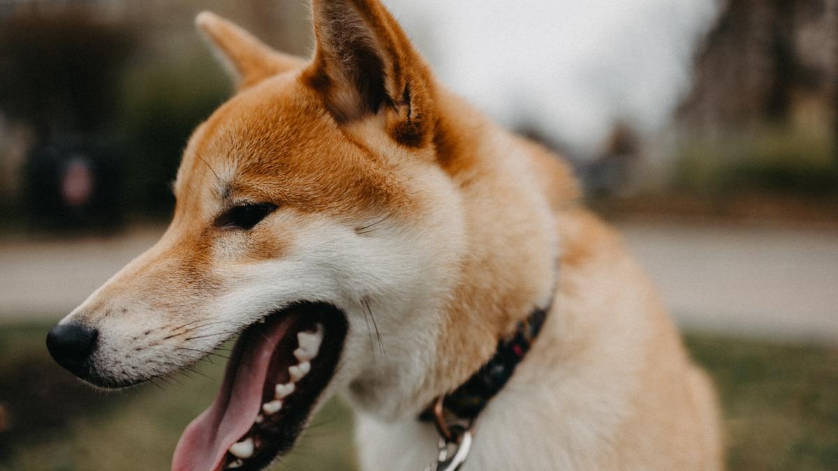 MASCOTAS: Las cinco razas de perros que más pelo sueltan