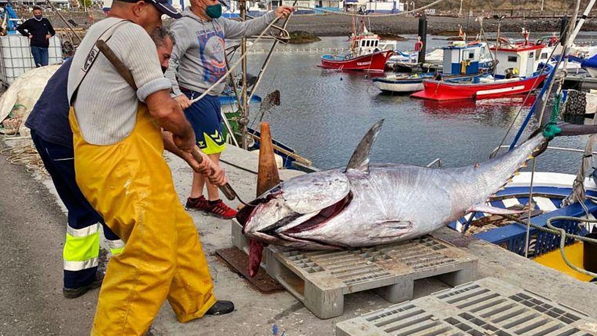 El primer atún rojo pesa 257 kilos 