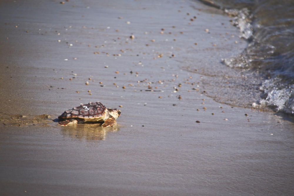 Ocenanogràfic, Acuario de Sevilla, y el Ayuntamiento de Torrevieja organizaron una suelta de 6 tortugas jóvenes procedente de un nido de las playas de Sueca (Valencia) con la participación de escolare