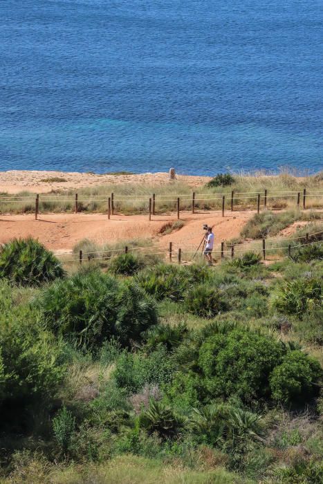 El Ayuntamiento de Orihuela ha invertido 32.000 euros en adecuar un sendero de 1,4 kilómetros en la microrreserva de flora de Punta de La Glea y ha presentado guía con las 56 especies de flora, muchas