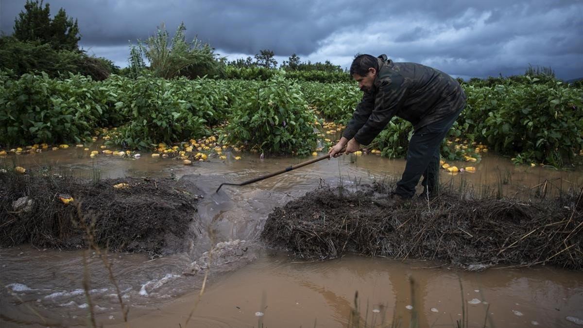 Gota fria  Un agricultor de  almenara afectado por a lluvias