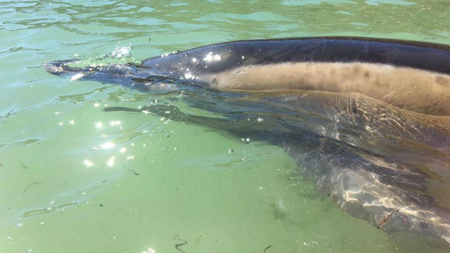 Rescatado un delfín de más de dos metros en Ares