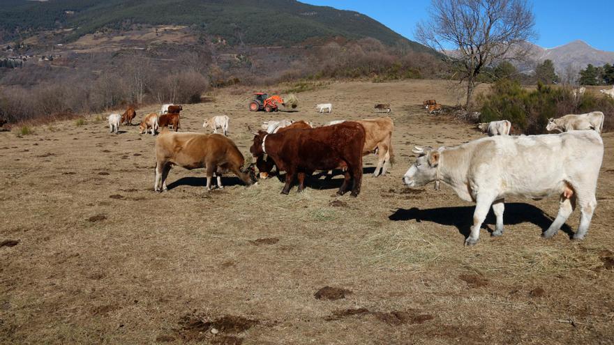 Ramaders del Ripollès no poden fer la transhumància a l&#039;Alt Empordà: &quot;Fa 50 anys que ho faig, però no hi ha menjar ni aigua&quot;