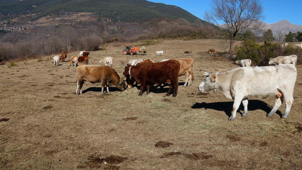 Vaques pasturant a Ribes de Freser.