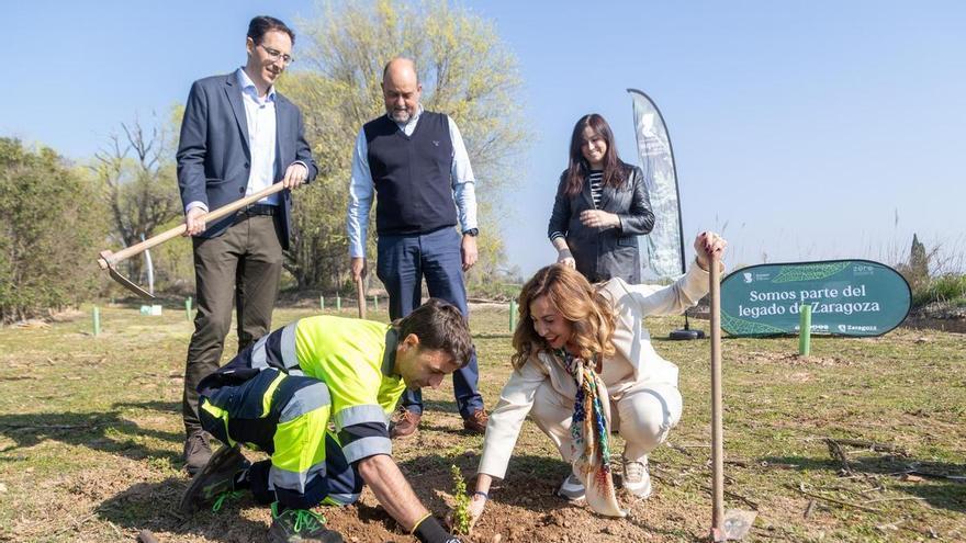 El Ayuntamiento de Zaragoza plantará 61 árboles en Montecanal para "reducir el efecto isla de calor"
