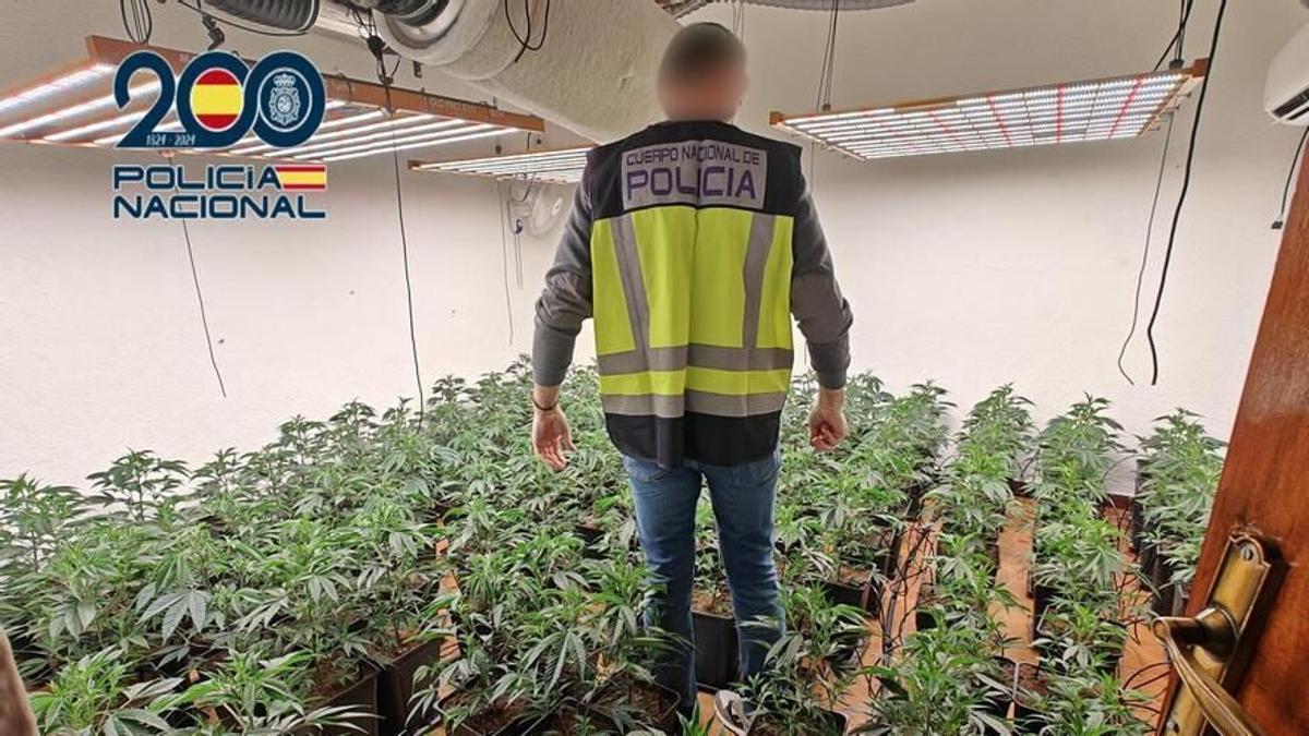 Un agente de la Policía Nacional, en una plantación intervenida recientemente en Jauja (Lucena).