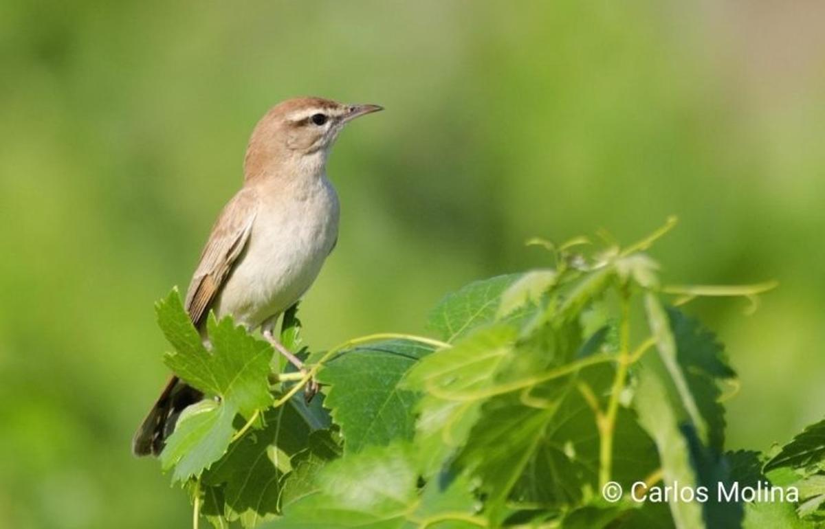 Olivares Vivos+ trabaja para recuperar la biodiversidad en una veintena de fincas