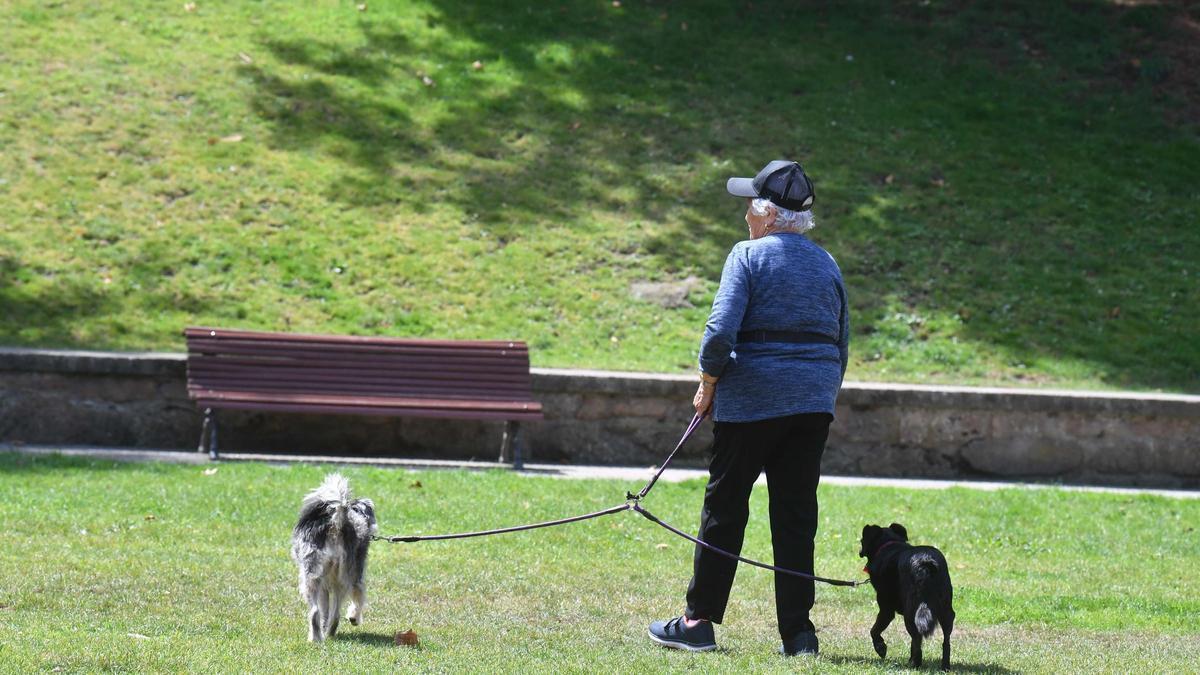 Algunas zonas de paseo de perros registran proliferación de garrapatas.