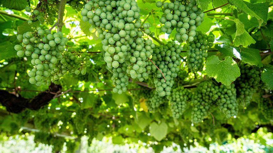 Trump y la tasa de alcohol condicionan la prometedora cosecha de albariño