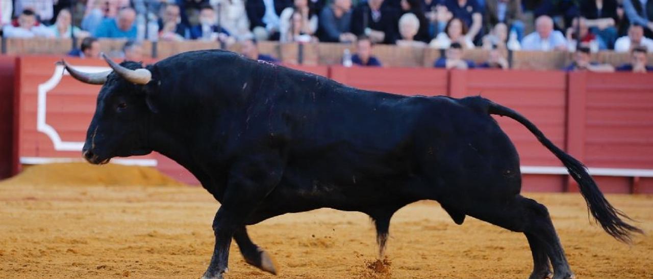 Un precioso toro de Santiago Domecq lidiado en la histórica corrida del pasado 9 de abril en Sevilla