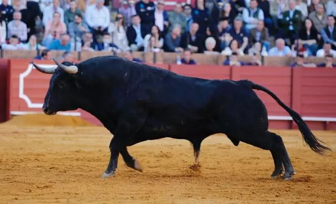 Santiago Domecq, la ganadería de moda que vuelve a València