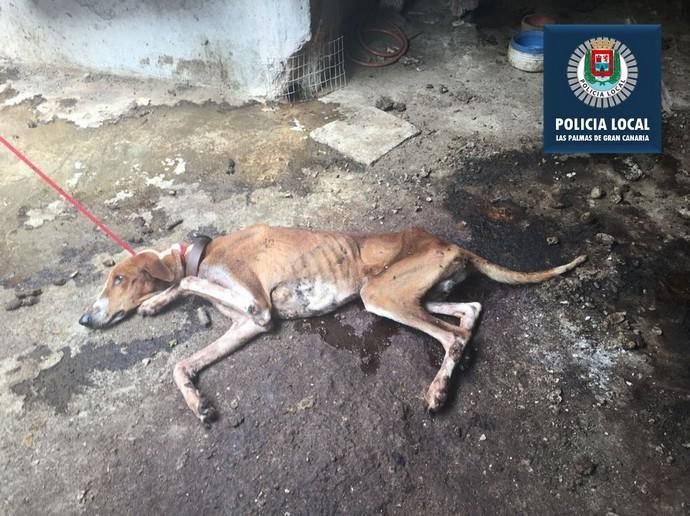 La Policía Local rescata a cuatro perros e imputa a su dueño por un presunto delito de maltrato animal