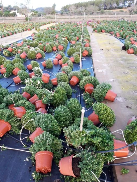 Un 'cap de fibló' arrasa varias fincas agrícolas entre Vilafranca y Sant Joan