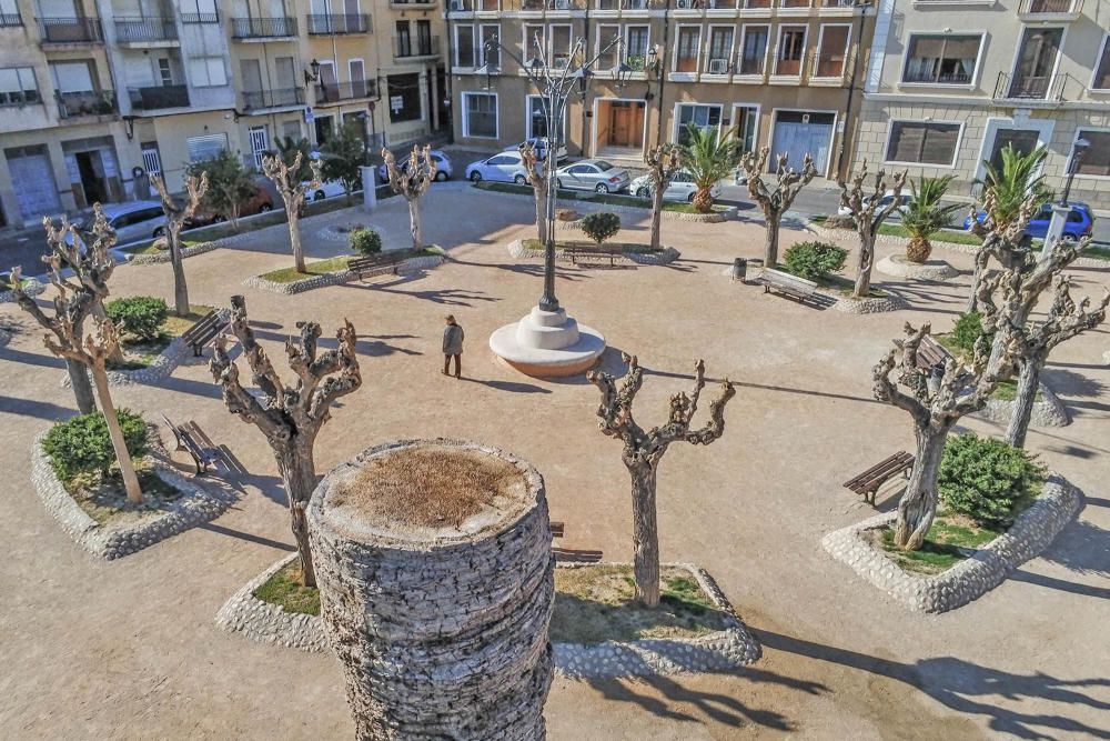 El área de Infraestructuras del Ayuntamiento de Orihuela retira desde hoy 23 troncos y tocones de las palmeras de la plaza de Santa Lucía. Un auténtico "monumento al picudo" en los últimos meses. Toda