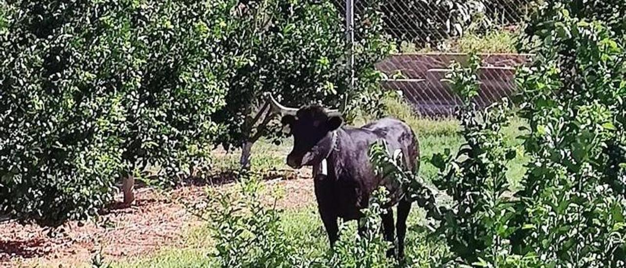 Imagen de la vaca, el sábado, en el campo de Carlet.