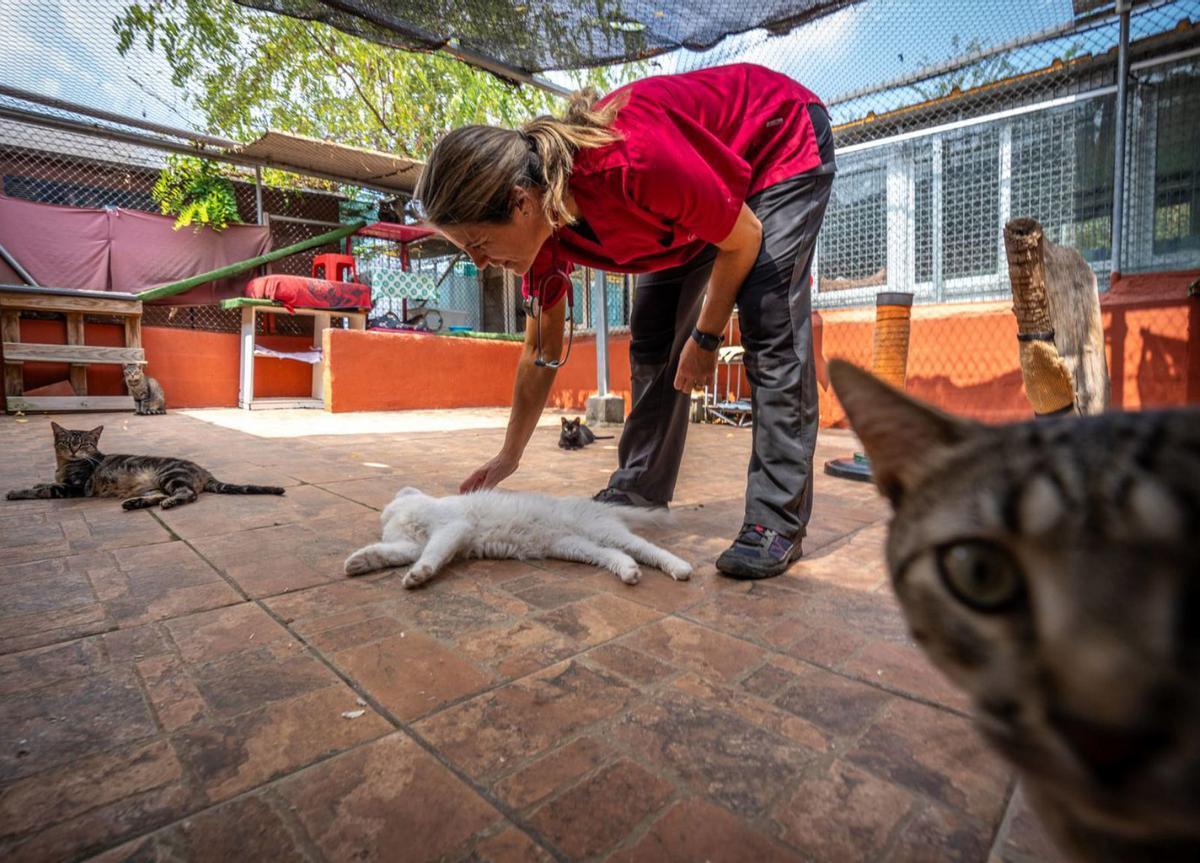 Les protectores d’animals, al límit a l’estiu: cada hora s’abandonen 33 mascotes