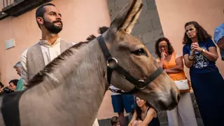 El burro majorero resiste el calor para triunfar en Aguere