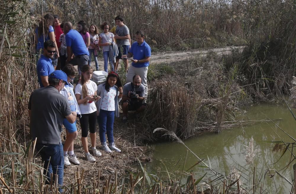 El Oceanogràfic suelta diez galápagos en la Albufera