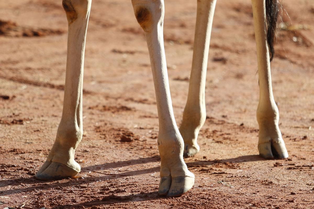 Bulería, la primera jirafa del Zoo de Córdoba