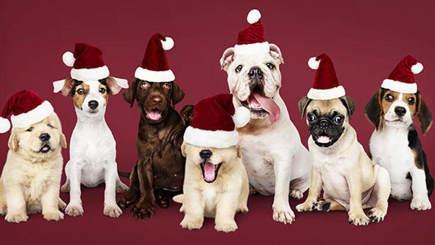 No compres, ¡adopta! Por qué regalar en Navidad una mascota de protectora