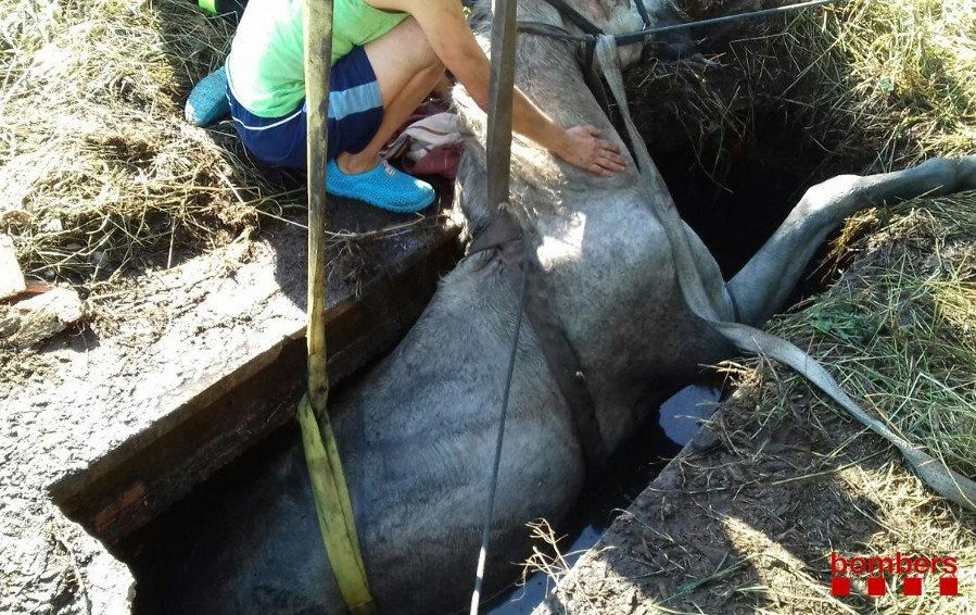 Rescat d'un cavall que havia caigut en una fossa sèptica a Avià