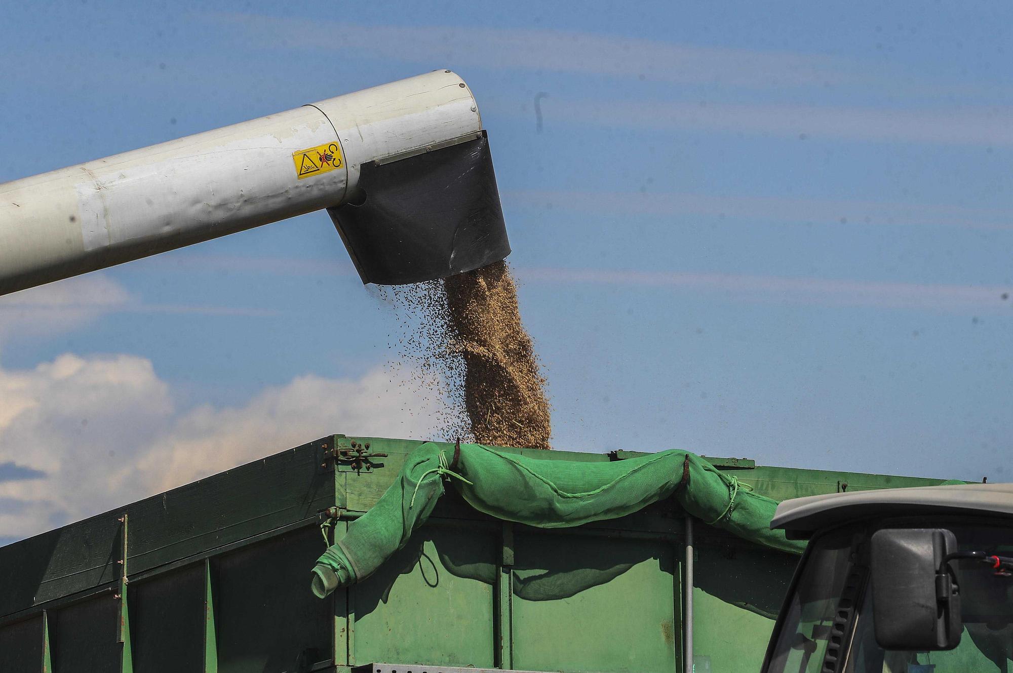 Comienza la siega del arroz en el Parque natural de La Albufera