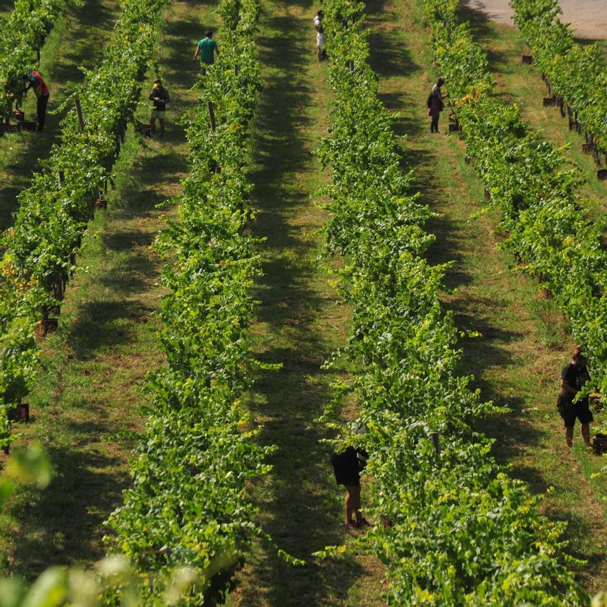 Viñedos en el pazo de Rubiáns, cuyas uvas han obtenido importantes premios internacionales